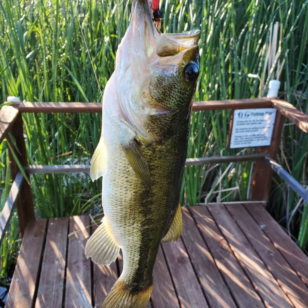 GOTURE Soft Lures Luminous Shrimp Bait Set for Trout Bass Salmon, Freshwater/Saltwater